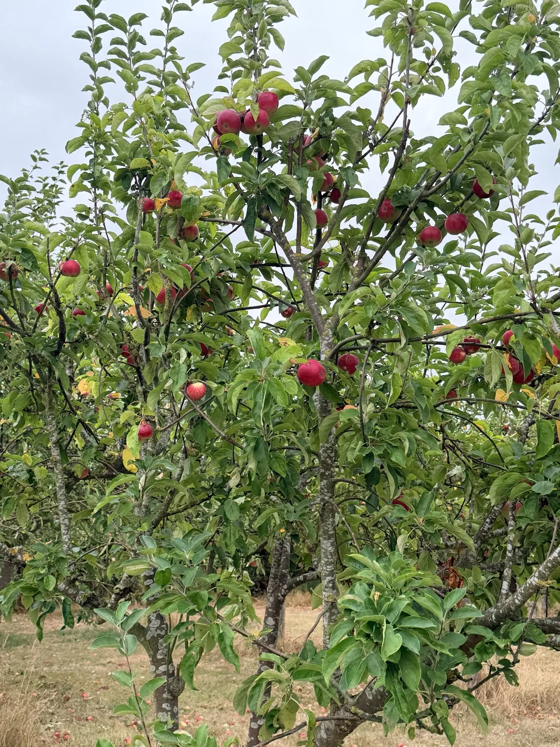 Red apples growing in the 1066 Orchard
